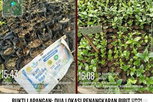 Pengadaan Jutaan Bibit Kakao dan Kopi Disorot, Dua bendera Satu pengendali ?